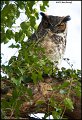 _1SB4343 great-horned owl